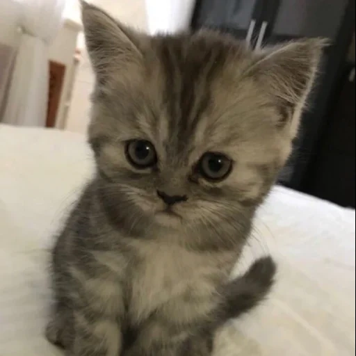 gato gatito, gato escocés, gatito escocés, gatito de pelo corto, gatito de pelo corto británico