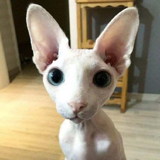 sphinx, sphinx cat, sphinx breed, don sphinx, canadian sphinx