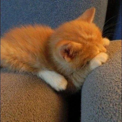 cat, cats, sleepy cat, funny animals, sleeping red kitten