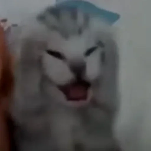 gato, gato, gatos, mem cat, meme de gatinho