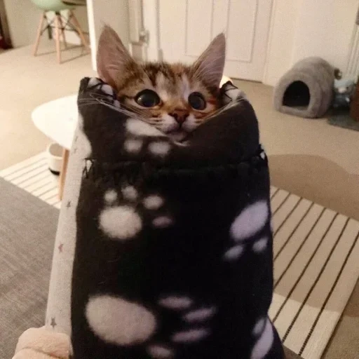 gato, gatos, gato gato, seleção de gatinhos, cobertor embrulhado em gato