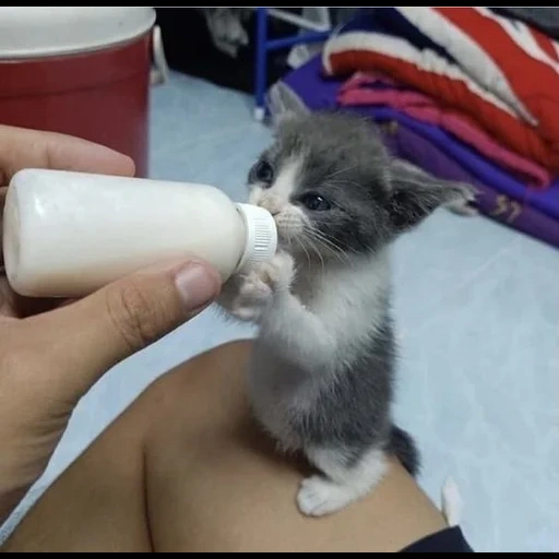 gatos, uma garrafa de gatinhos, o gatinho bebe leite, as garrafas de bebidas de gatinho, alimentando gatinhos de garrafas