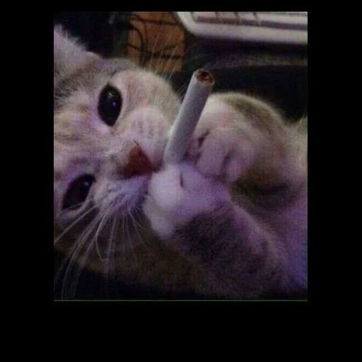 gato, gato fumando, o gato é um cigarro, gatos com um cigarro, kitik com um cigarro