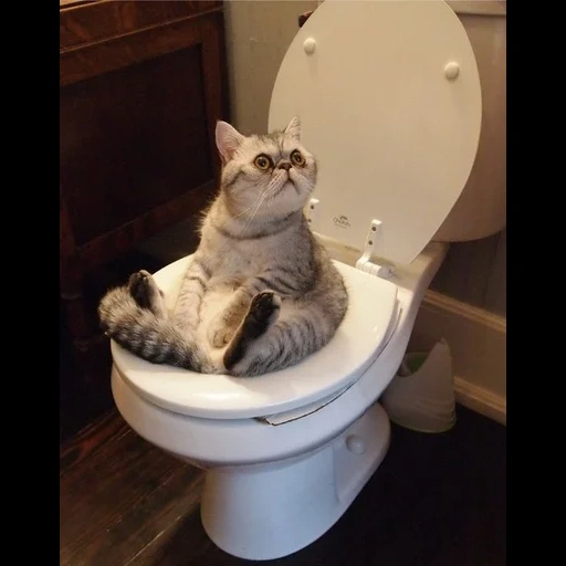 le chat est drôle, le chat est des toilettes, chats drôles, blagues de chats drôles, chats de toilette drôles