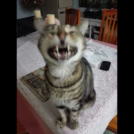 cat, the cat is funny, sneezing cat, funny cats, funny cats