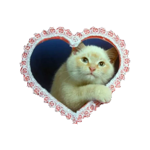 katze, katze, schatz, kitty heart, süße katzen memes