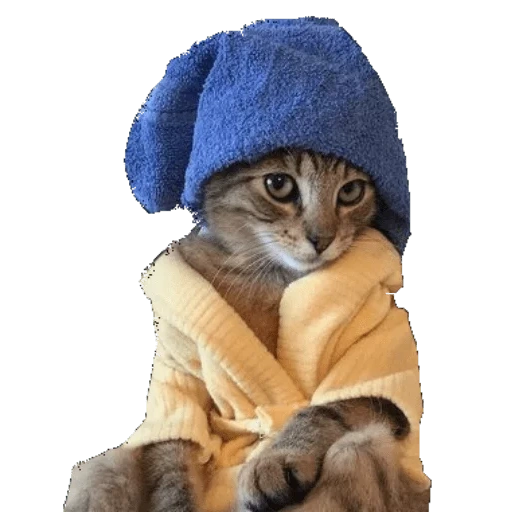 der kater, die katze ist ein handtuch, lustiger katzenhut, eine handtuchkatze, katze mit einem kopftuch
