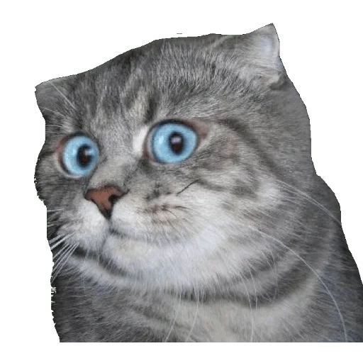 cat, cat meme, cats memes, a surprised cat, surprised cat meme