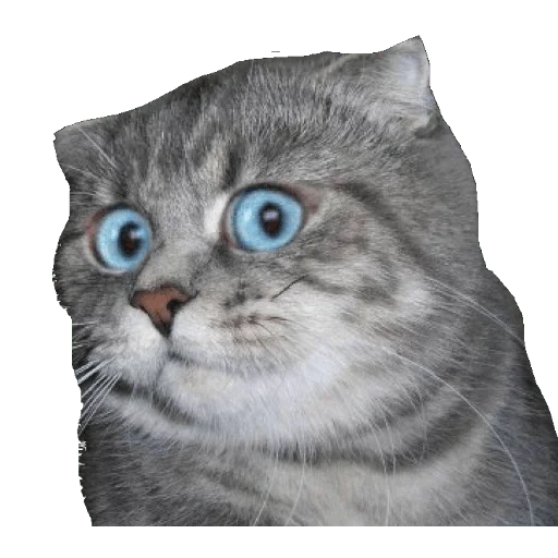 gatto, meme del gatto, meme del gatto, gatto stupito, modo di gatto a sorpresa