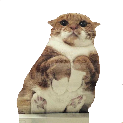 cat, cat, the cats are funny, cute cats are funny, the cat is a glass table