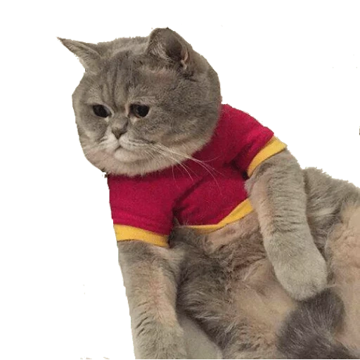 кот, коты, котэ, пусич кот, кошка костюме супермена