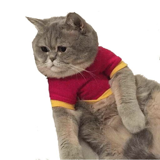 gato, gatos, kote, gato de pusich, disfraz de gato superman