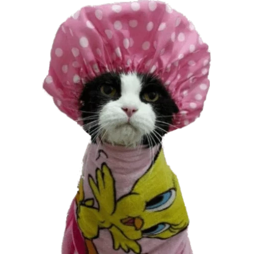 chat, chapeau de chat, un chapeau de chat, chat marrant, cat chat douche