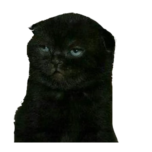 скоттиш фолд, черный скоттиш фолд, черный вислоухий кот, черный шотландский вислоухий кот, шотландская вислоухая черная кошка