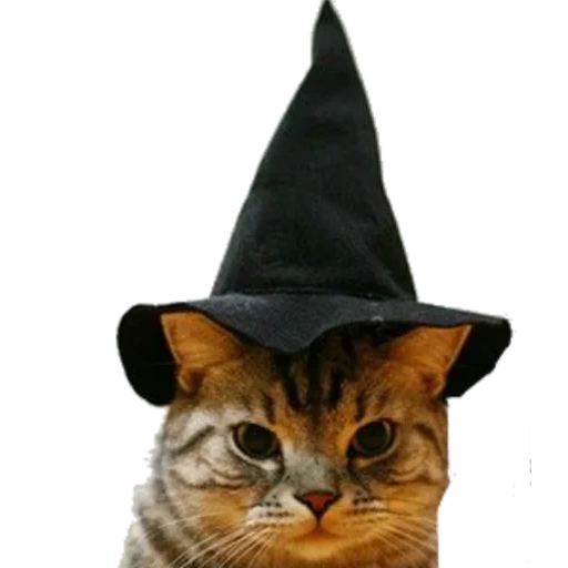 sombrero de gato, sombreros de gatos, el gato es un mago, cat fb con sombrero, kotik halloween