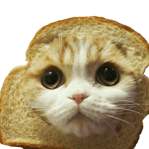 gato de pan, 1 suscriptor, gato de pan, meme de pan de gato, fotos de amigos