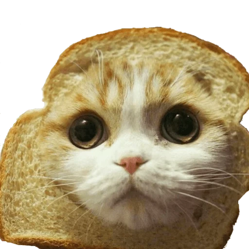 brotkatze, 1 abonnent, katze aus brot, katzenbrotmeme, fotos von freunden