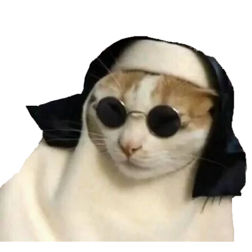 chat, chats, verres arrière, le chat avec un mème avec des lunettes