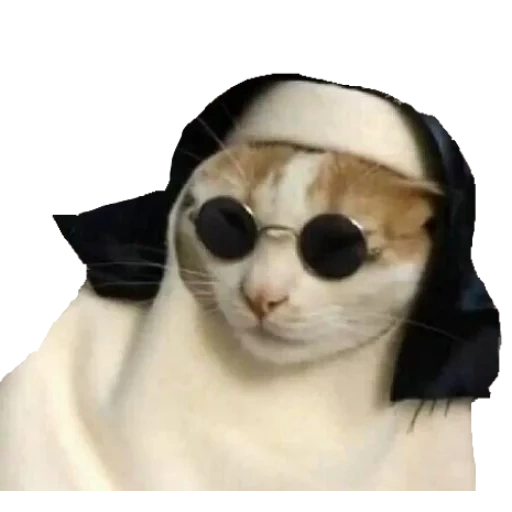 katze, katzen, rückenbrille, die katze mit einem mem mit brille