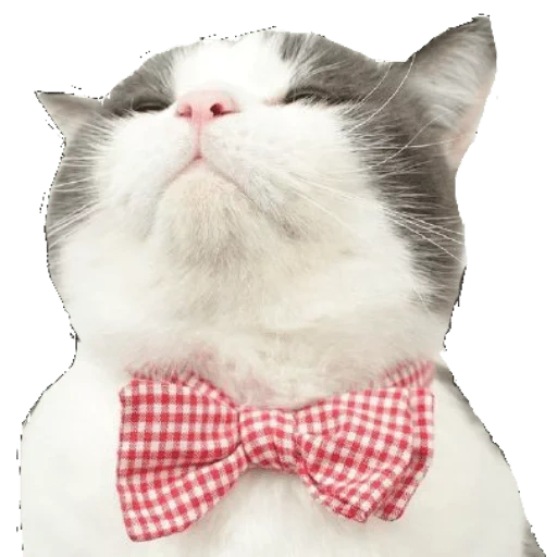 der kater, katze, katze mit einem bogen, die katze ist ein bogen, die katze ist eine krawatte