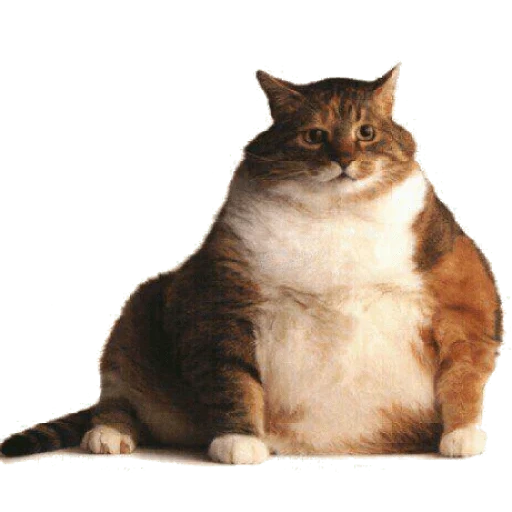 gato, gato, gato gordo, o gato pensa um meme, gato gordo com fundo branco