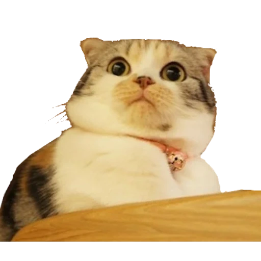 cat, mem cat, funny cats, the cats are funny, the meme is a surprised cat