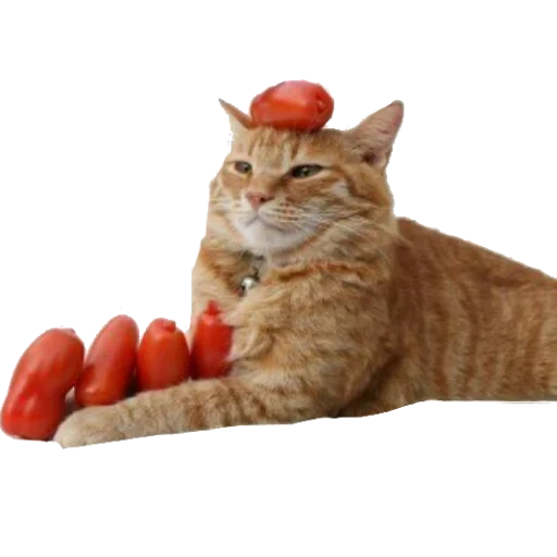 кот, животные, кошка помидор, милые животные, cat and vegetables