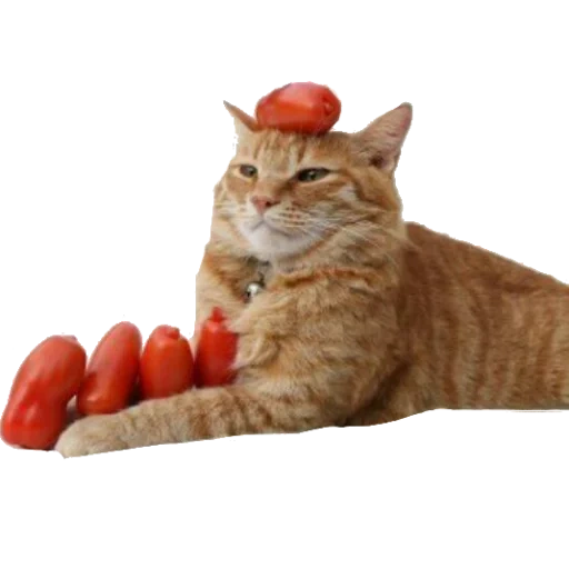 gato, animales, tomate de gato, animales bonitos, gato y verduras