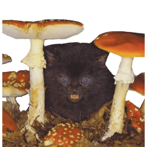 новый год, желательно, гриб поганка, ядовитые грибы, гриб бледная поганка
