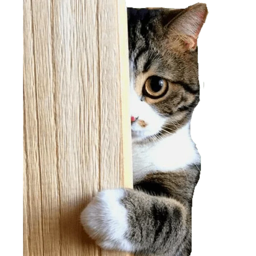 кот, котики, животные милые, кошка выглядывает за двери