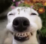 tawa anjing, senyum anjing, senyum anjing, anjing tertawa, anjing tersenyum jack russell