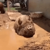 pig mud, a ridiculous animal, animal cubs, zoo animals, animal cubs