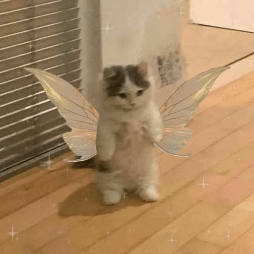 pussy cute, katzen sind lustig, cat angel meme, seehunde sind lächerlich, charming kätzchen