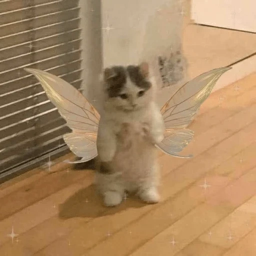 gatos, o gato é engraçado, cat angel mem, os gatos são engraçados, gatinhos encantadores