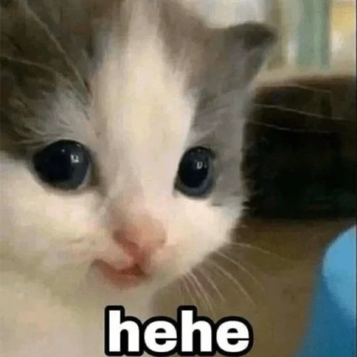 gato, gatos, o gato é engraçado, gatinho chorando, meme de gatinho não armado