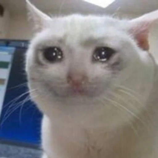 cat cry, a crying cat, crying cat meme, mem a crying cat, a crying cat up meme