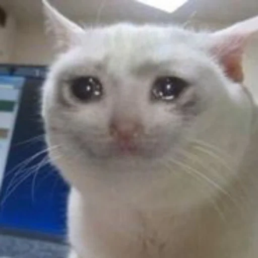 coro de gato, gato chorando, meme de gato chorando, mem crying cat, gato chorando com um dedo no meme