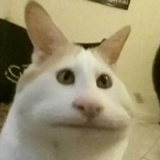 meme de gato, meme de gato, gato meme, memes de gatos, meme de gato obstinado 2018