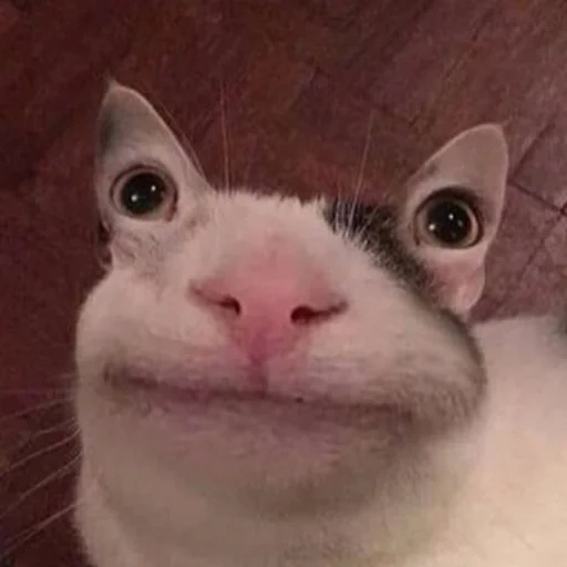 gato, gato gato, meme de gato, mem cat, um meme sorridente