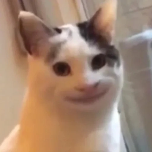 gatto di meme, il gatto di meme, gatto gentile, meme sorridente, il gatto sorride a mem