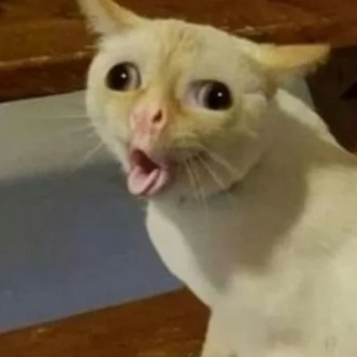 meme de gato, comer un gato, meme de gato, tos de gato, tos tos meme de gato