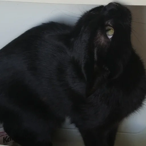 chat, chat, chat, chat noir, chat à oreilles pliantes noir