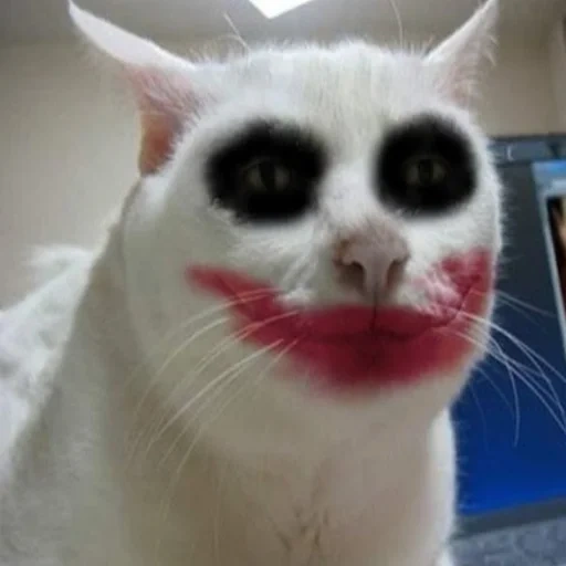 gato, gato, joker de gato, o gato é carbonatado, piadas gatos