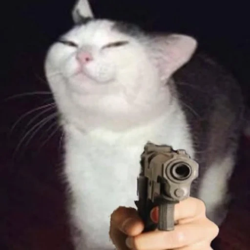 meme de gato, gato engreído, gato con cuchillo, gato divertido, meme de cuchillo de gato