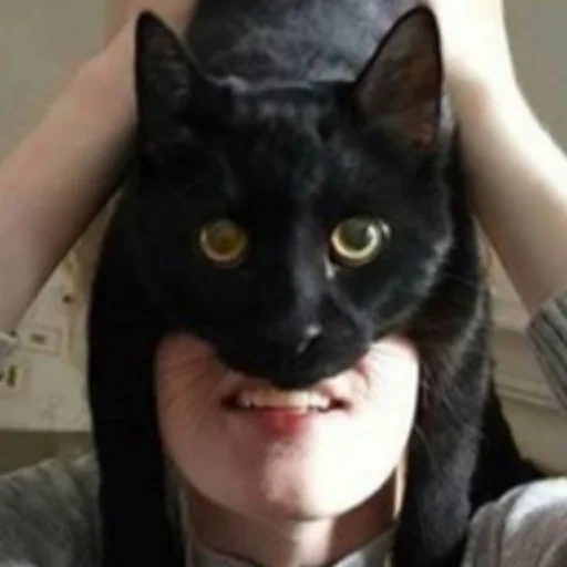 cat, cat, cat, the cat is big, i am batman funny