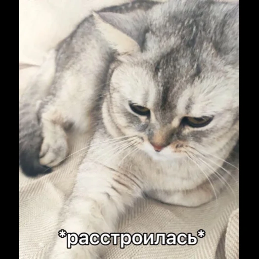 кот, кошка, была кошка, кошка кошка, кошка животное