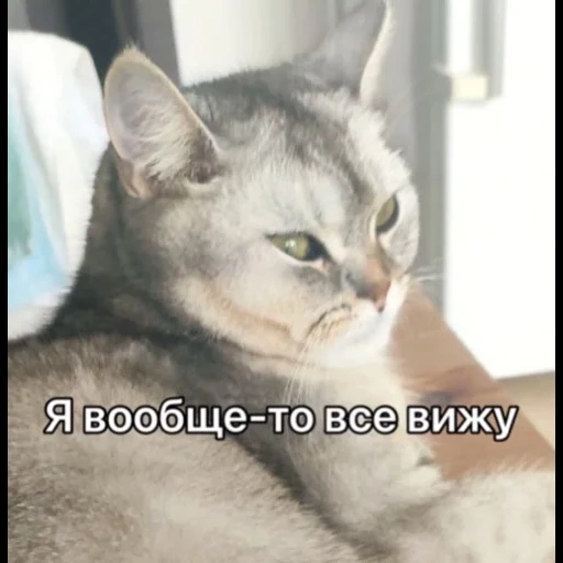 кот, кошка, котики, животные, забавные животные