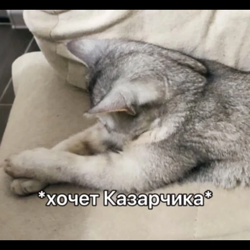 кот, кошка, кошечка, животные, кошка животное