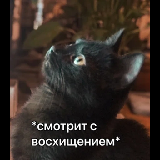 cats, cats, chats de veau, le chat noir, chat de sibérie