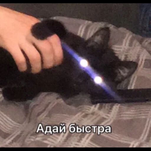 кот, котэ, кошка, чмоша кот, кошка джедай